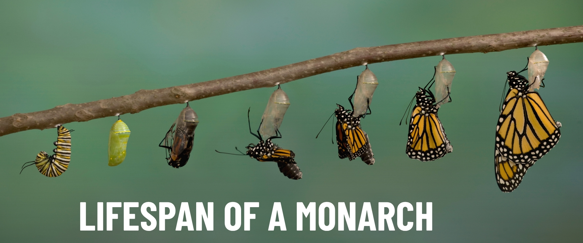 Lifespan of a Monarch