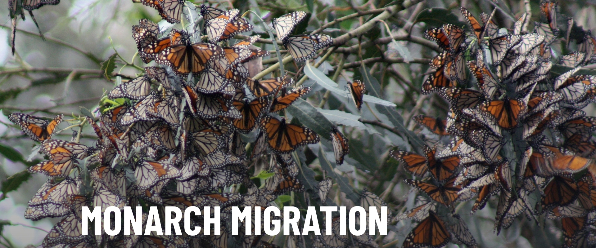 Monarch Migration