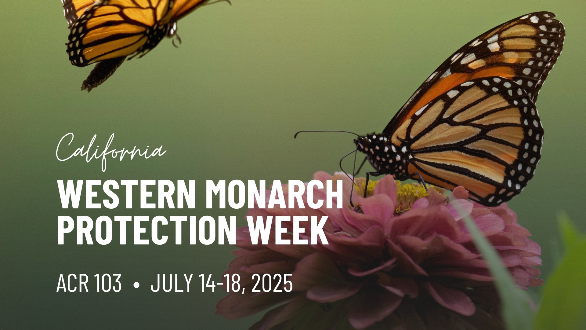 California Western Monarch Protection Week. ACR 103 July 14-18, 2025
